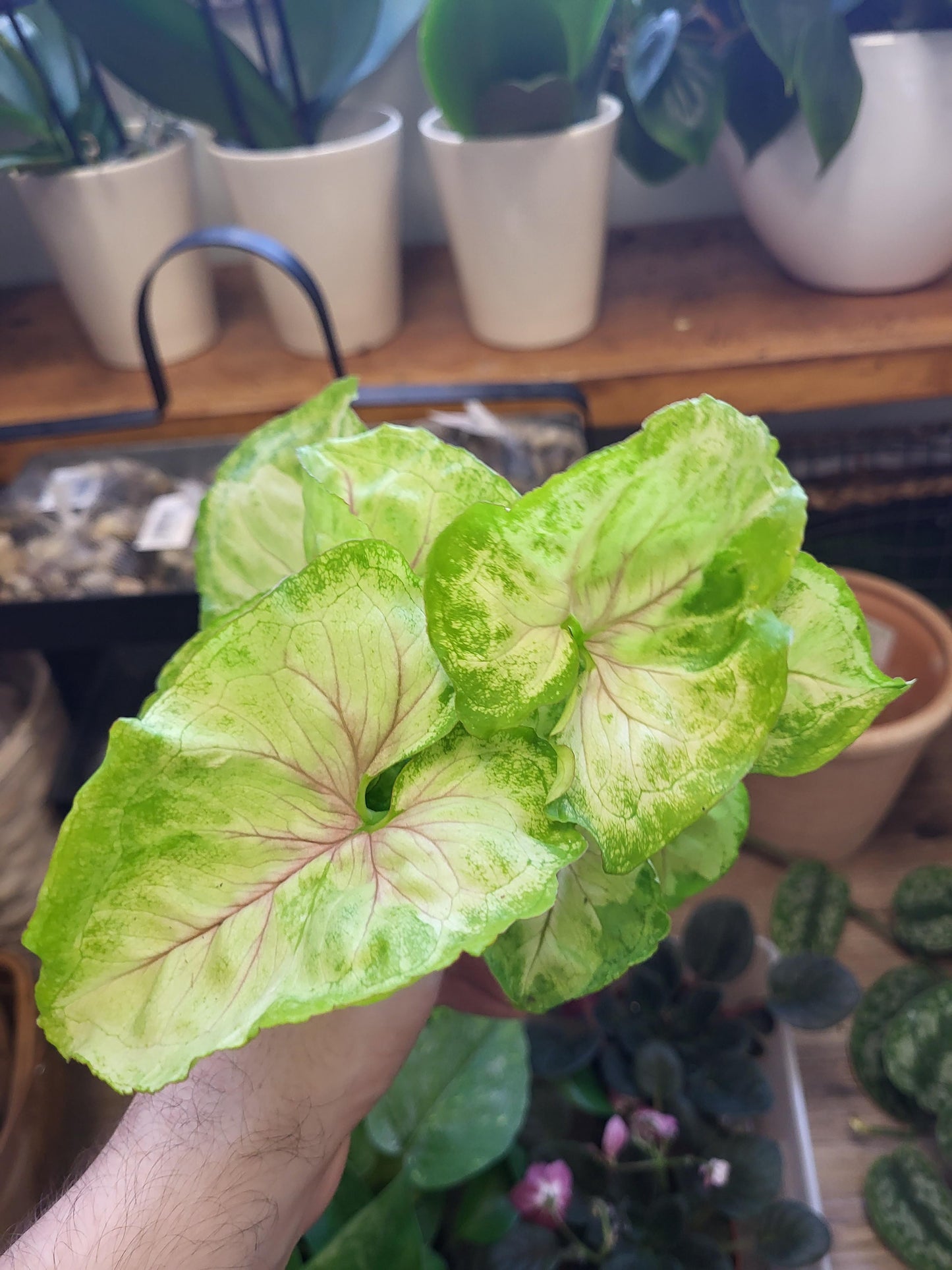 Syngonium 'Kiwi Delight' - Arrowhead Plant