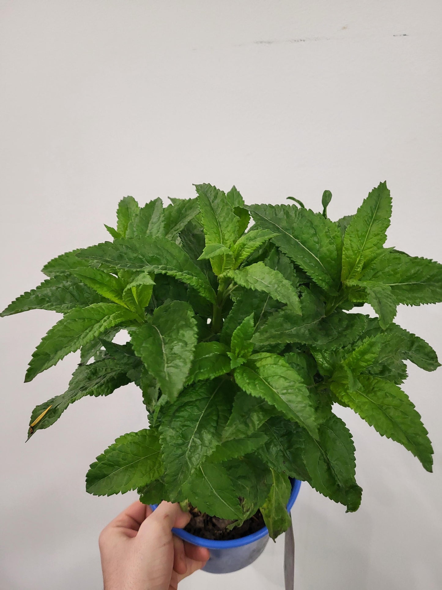 Veronica x 'Sunny Border Blue' - Sunny Border Blue Hybrid Veronica