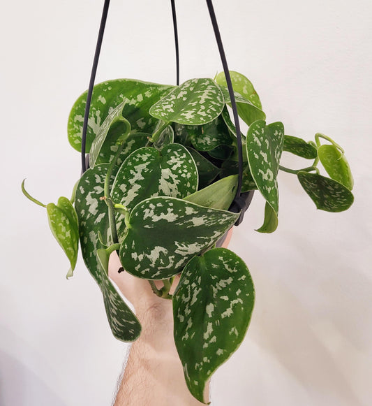 Scindapsus pictus 'Exotica' - Exotica Satin Pothos