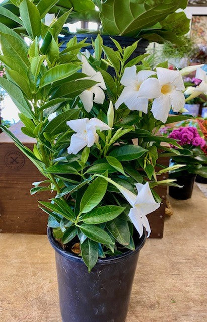 Dipladenia-Mandeville