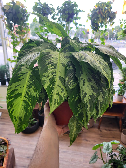 Schismatoglottis wallici (variegated)