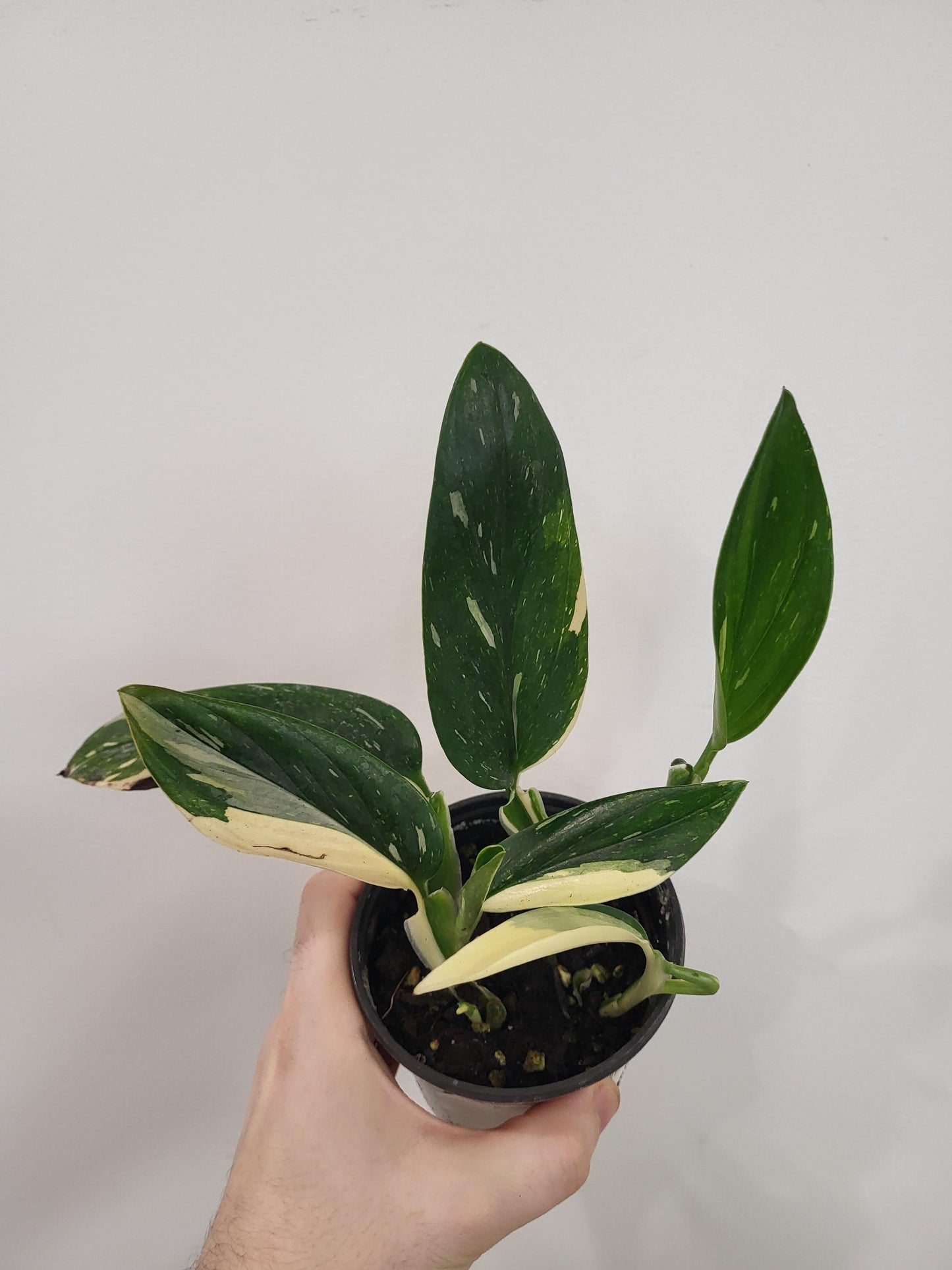 Monstera standleyana 'Albo Variegata' - Five Holes Plant