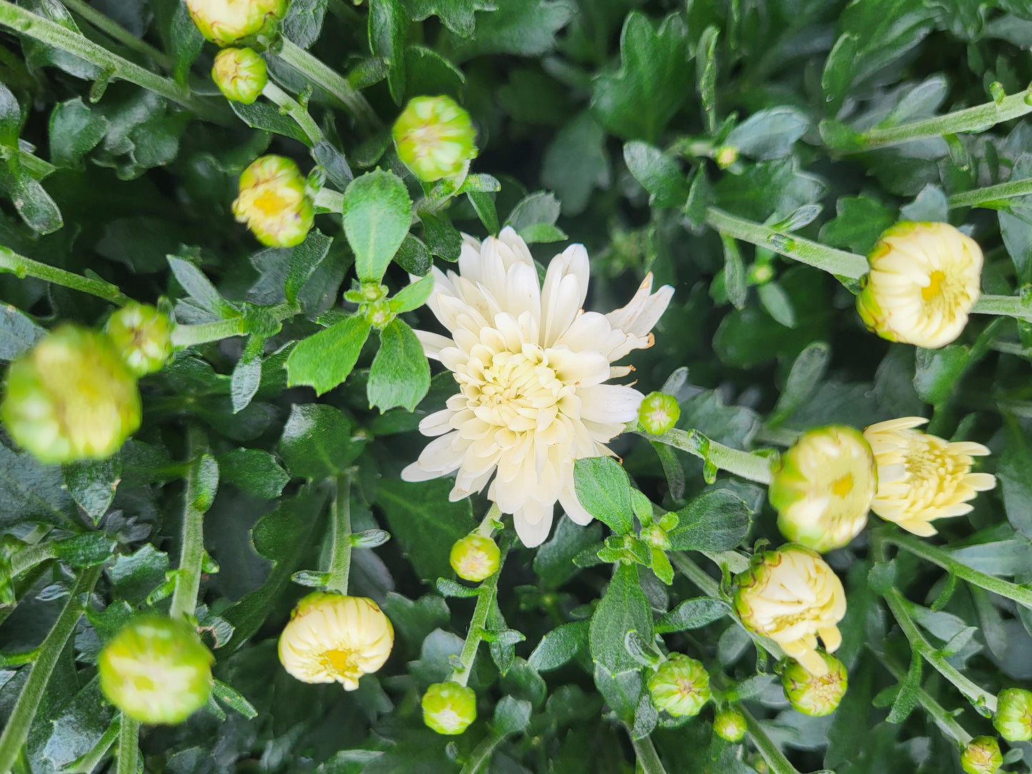 12" Potted Chrysanthemum - Annual Fall Mums