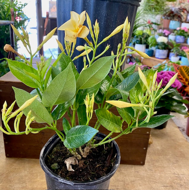 Dipladenia-Mandeville