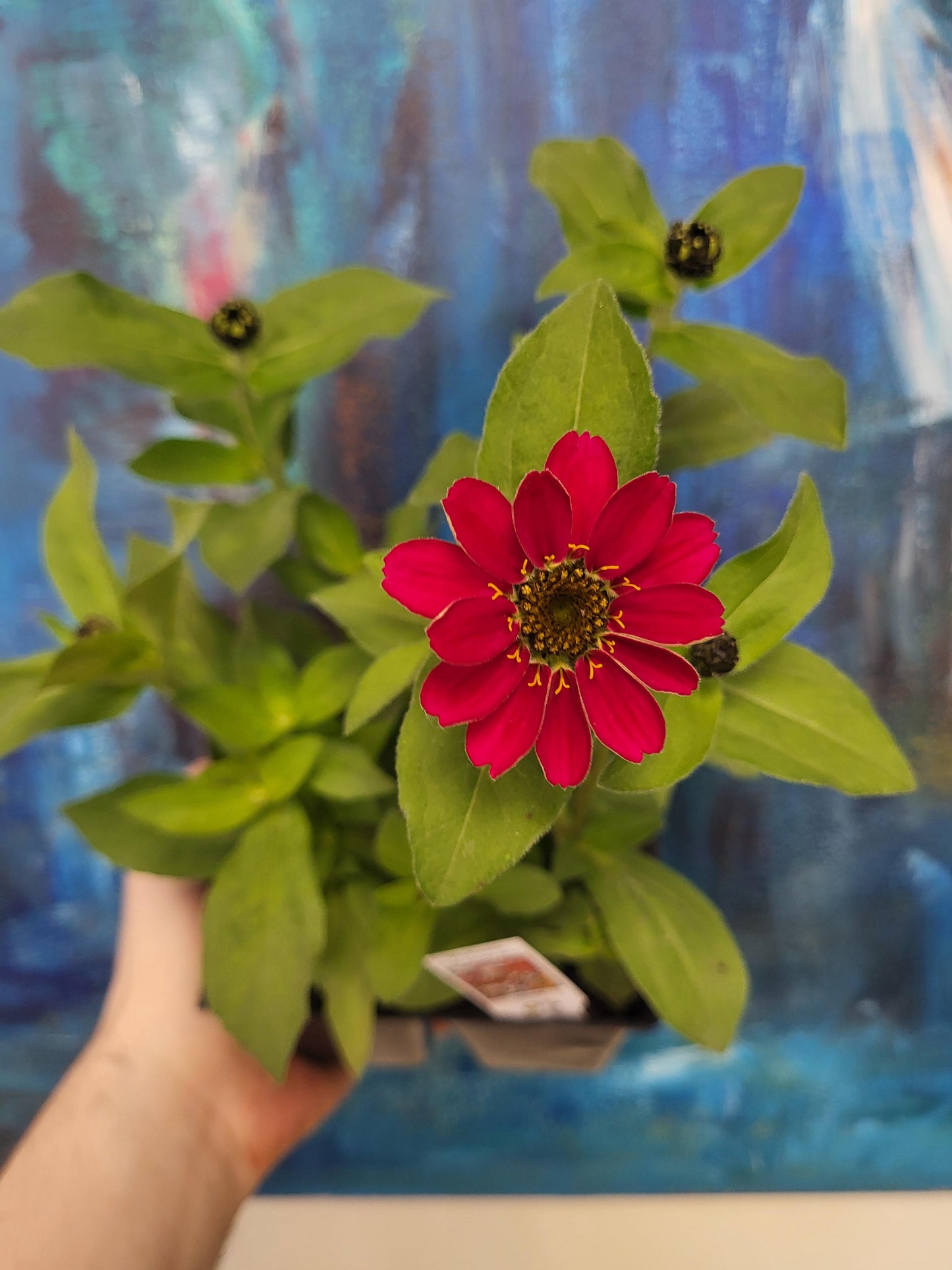 Zinnia elegans - Zinnia