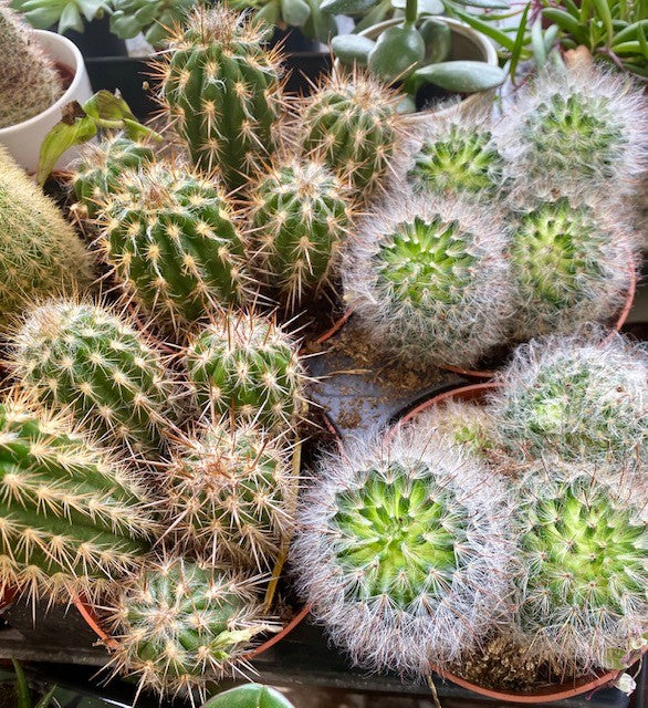 Cactus (Assorted)