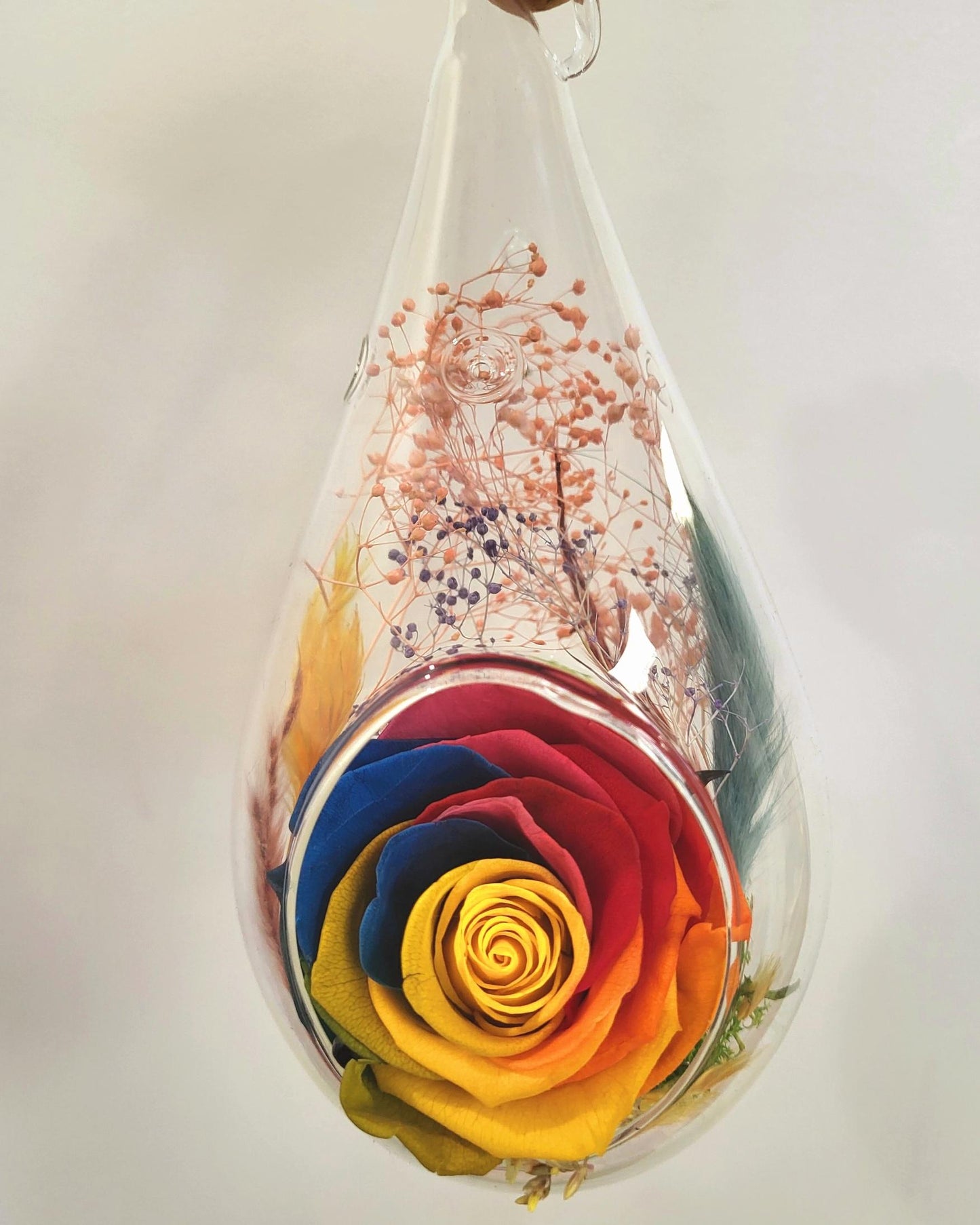 6" Preserved Rose Tear - Rainbow (RT.)
