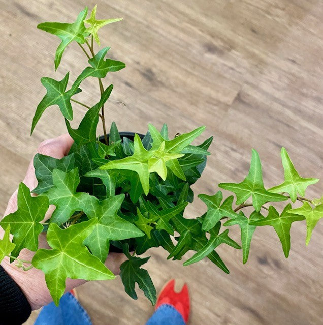 Hendera Helix Baltica Green- Green Baltica Ivy 4"