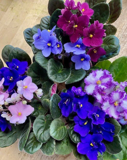 African Violet - Saintpaulia sp.