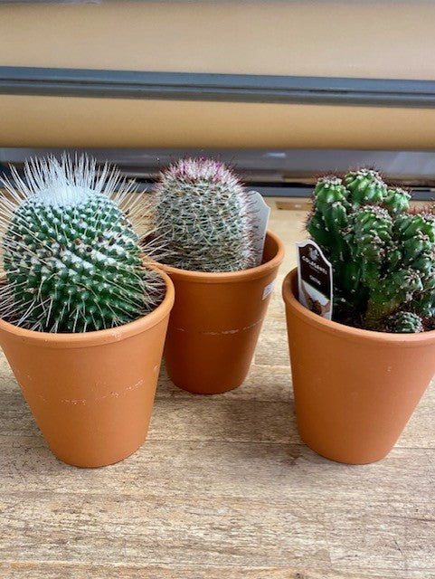 Cactus in Terra Cotta Pot