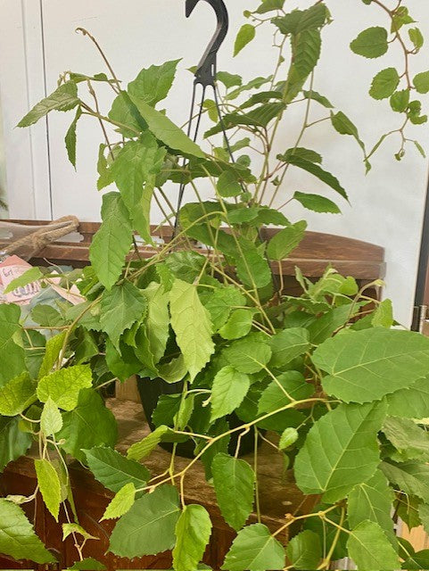 Cissus Antartica 10"