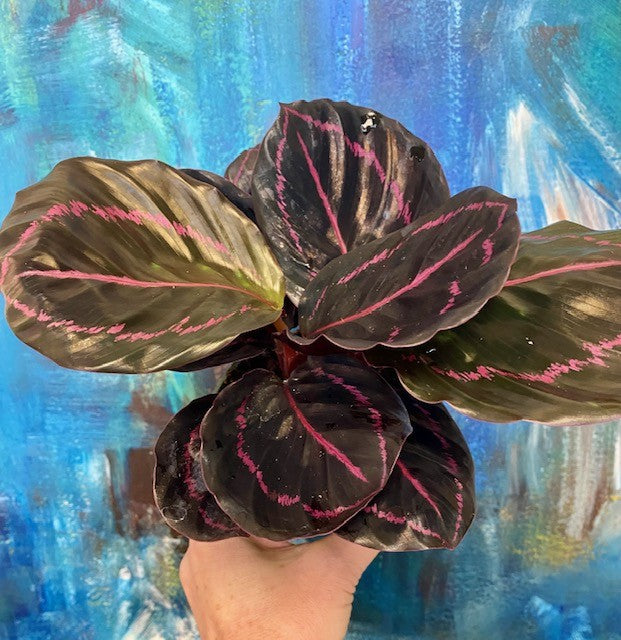 Calathea Crimson 4"