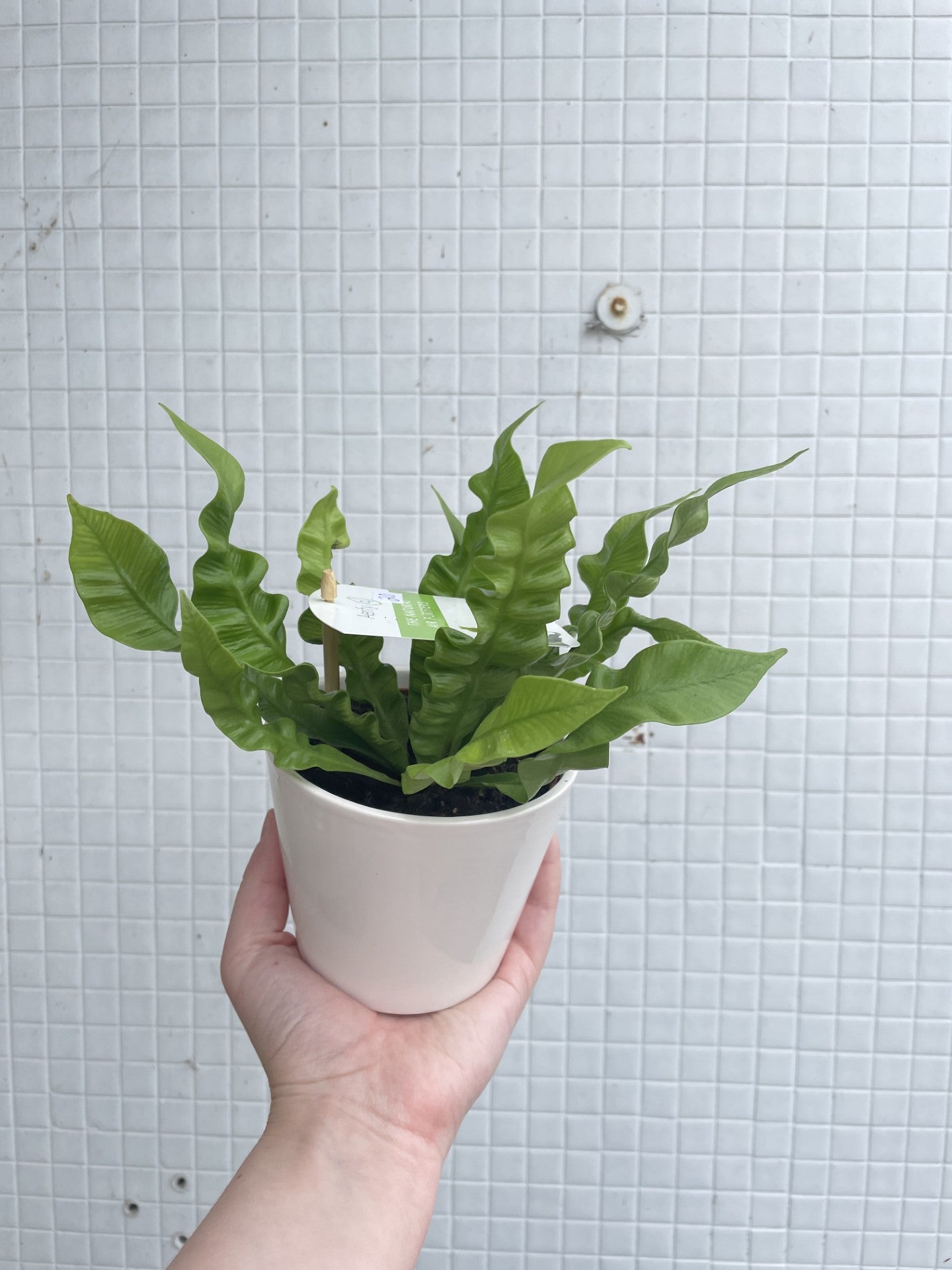 "Crispy Wave" fern in Ceramic Pot