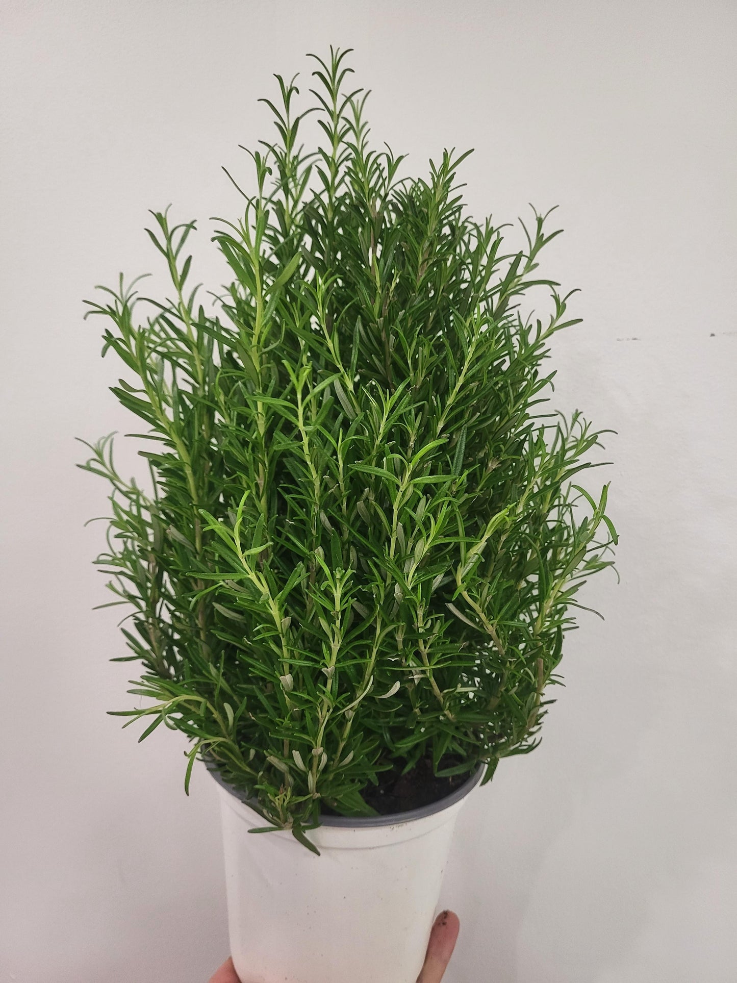 Rosemary Tree