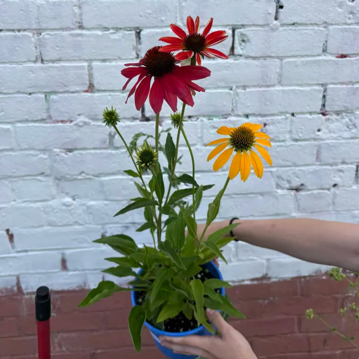 Echinachea x Sombrero Tres Amigos - Coneflower