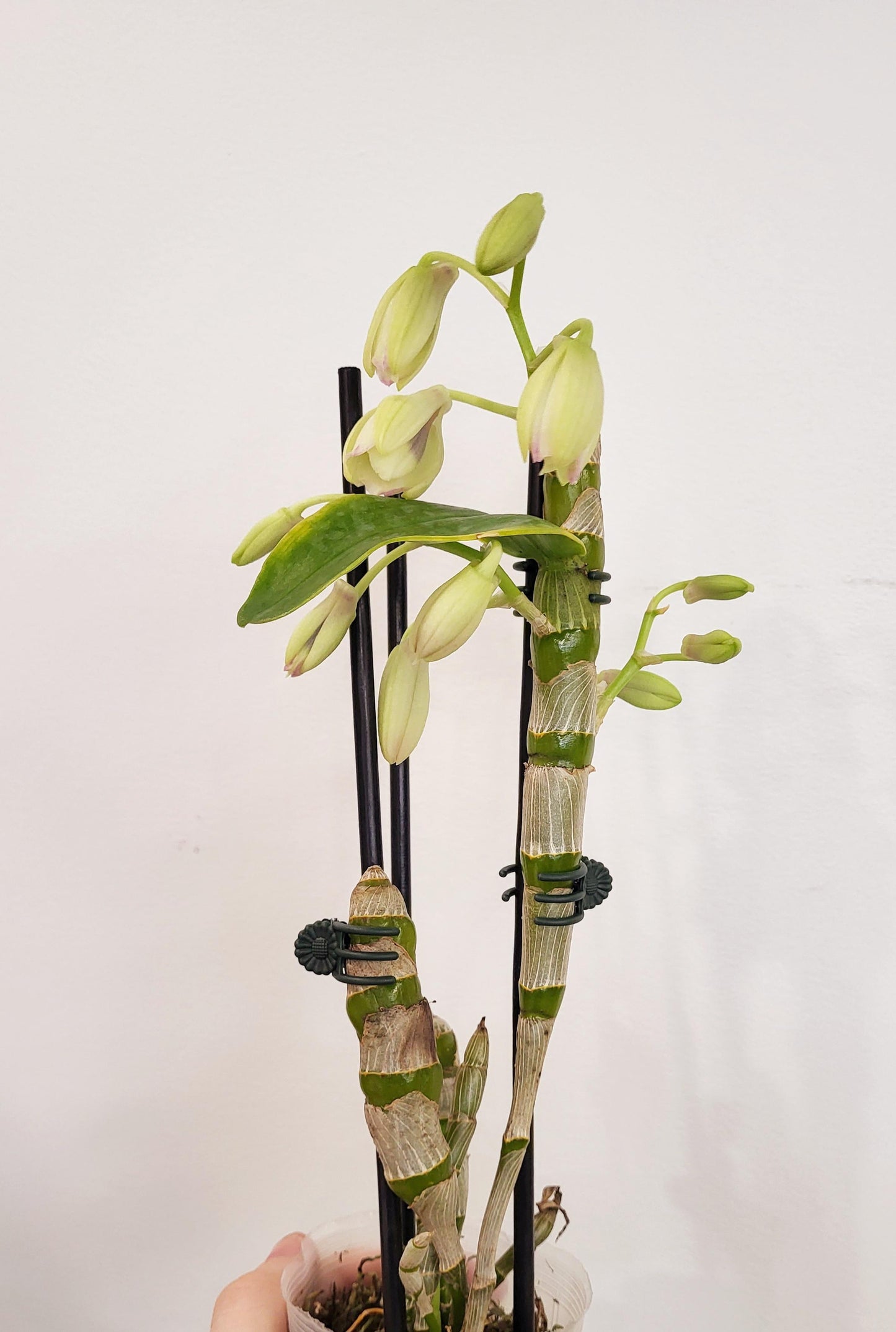 Dendrobium Orchid