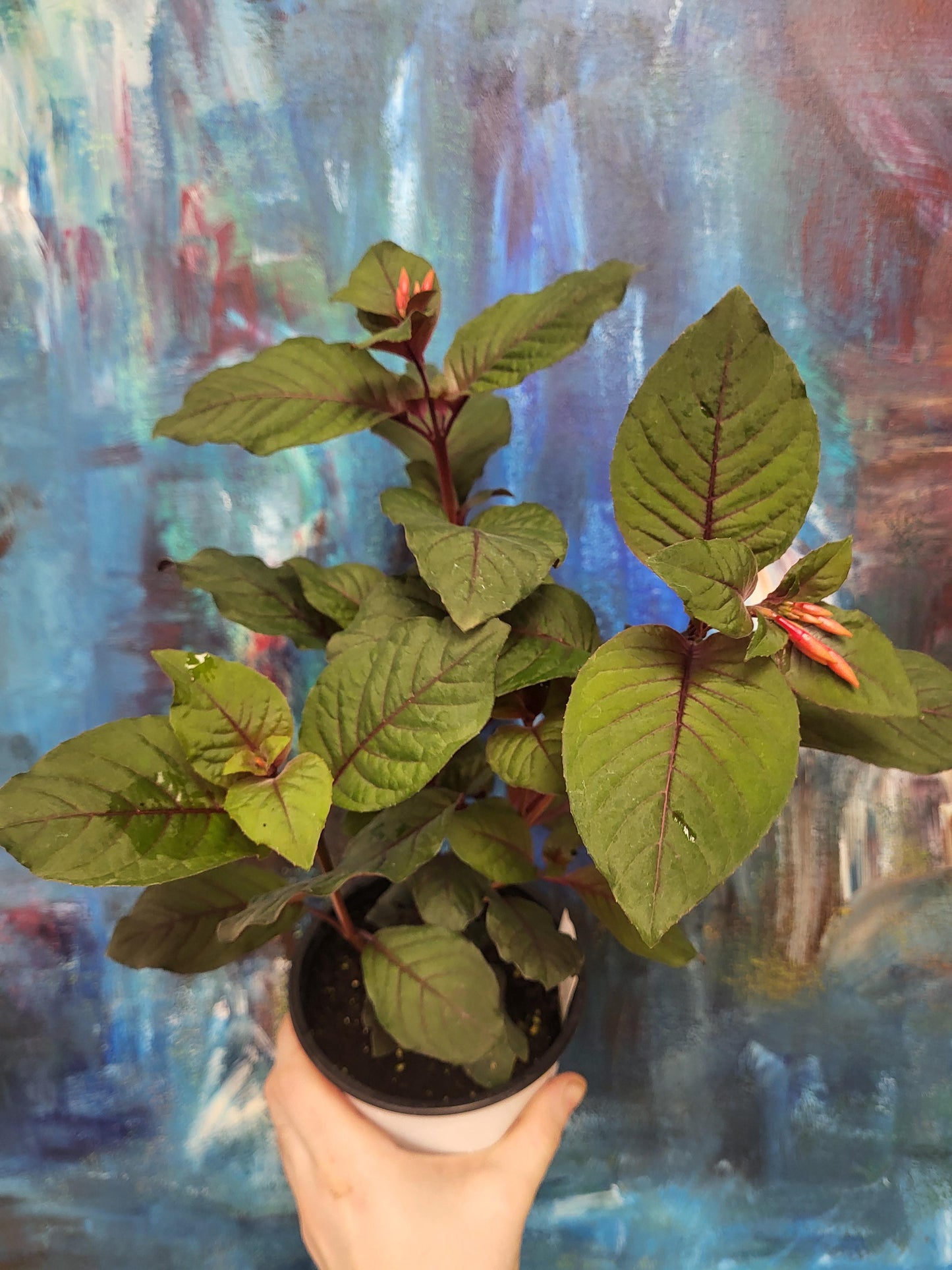 Fuchsia