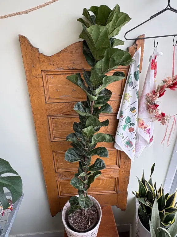 Columnar Fiddle Leaf Fig