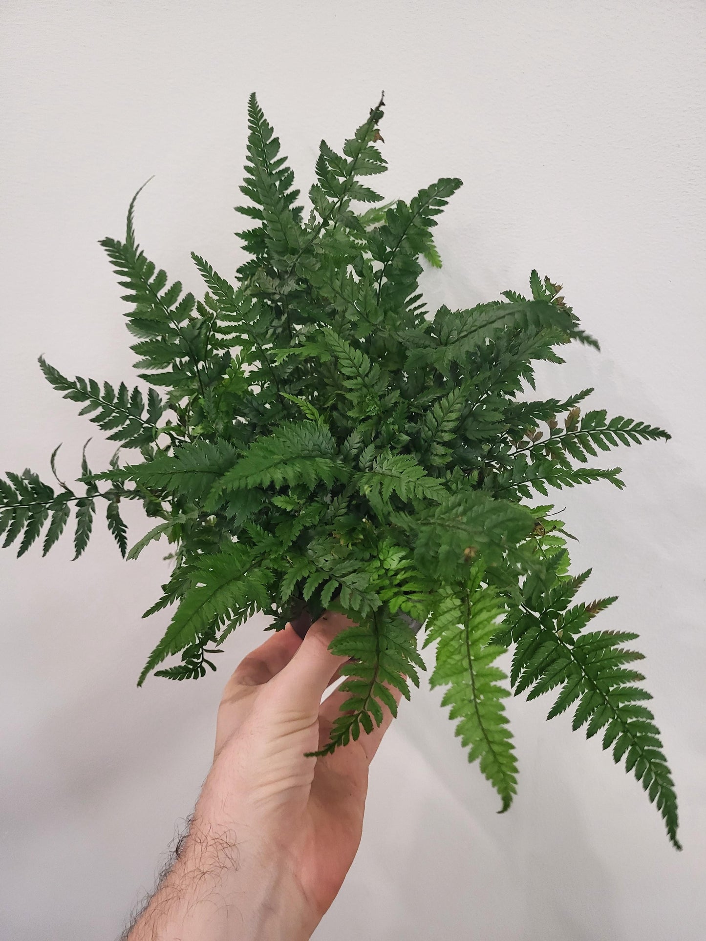 Polystichum tsus-simense - Korean Rock Fern