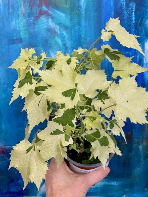 Abutilon 4"- Flowering Maple