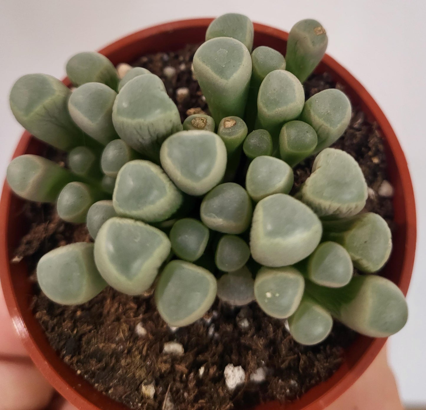 Fenestraria rhopalophylla - Baby Toes