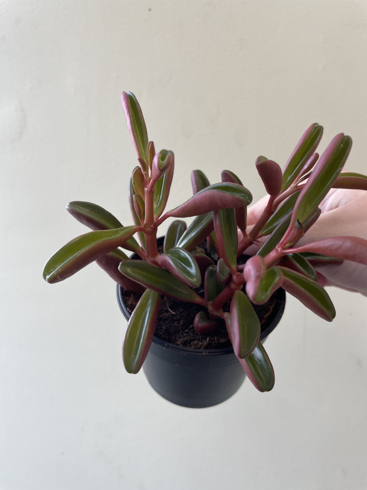 Peperomia Graveolens
