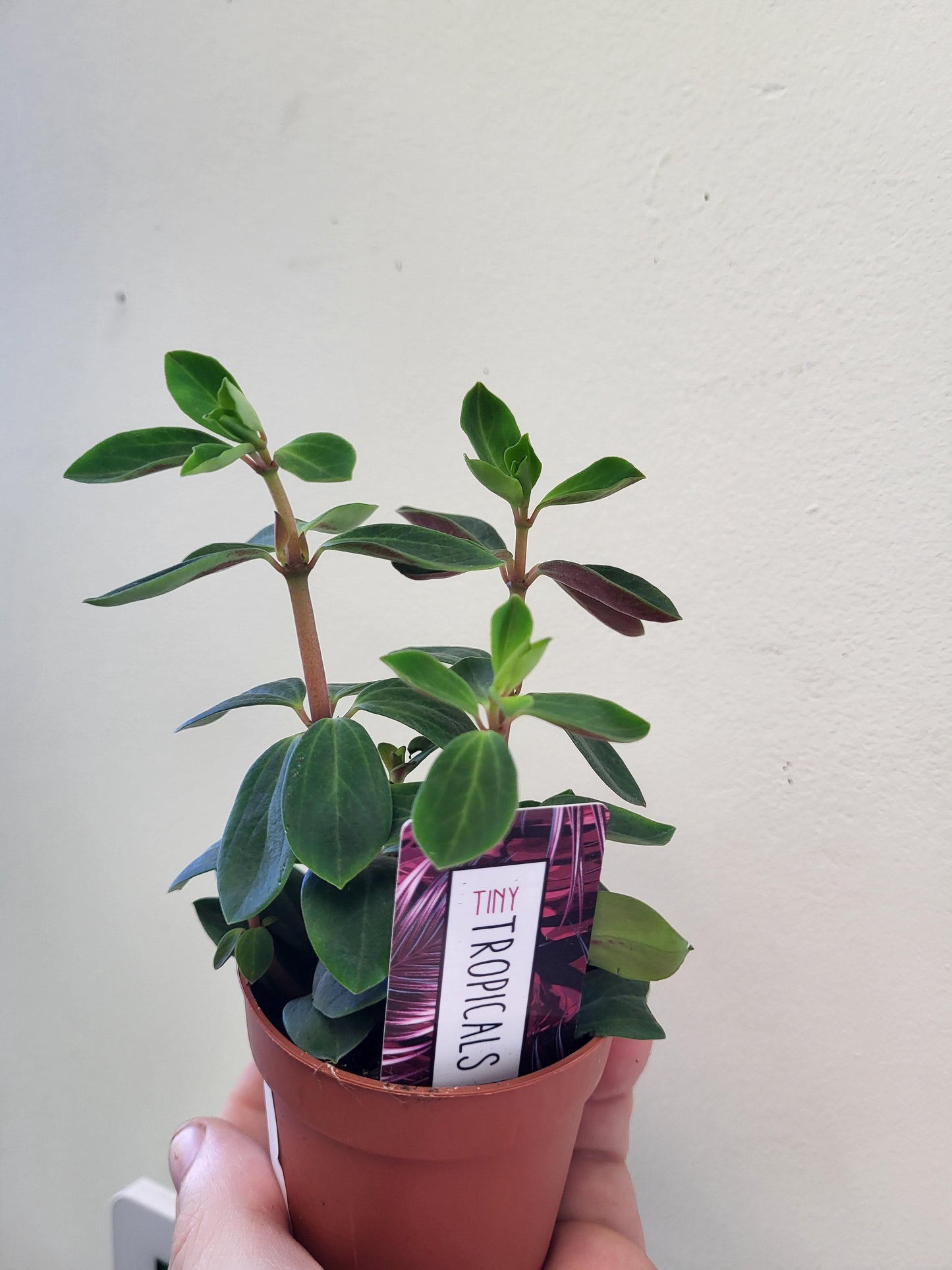 Peperomia verticillata - Red Log Peperomia