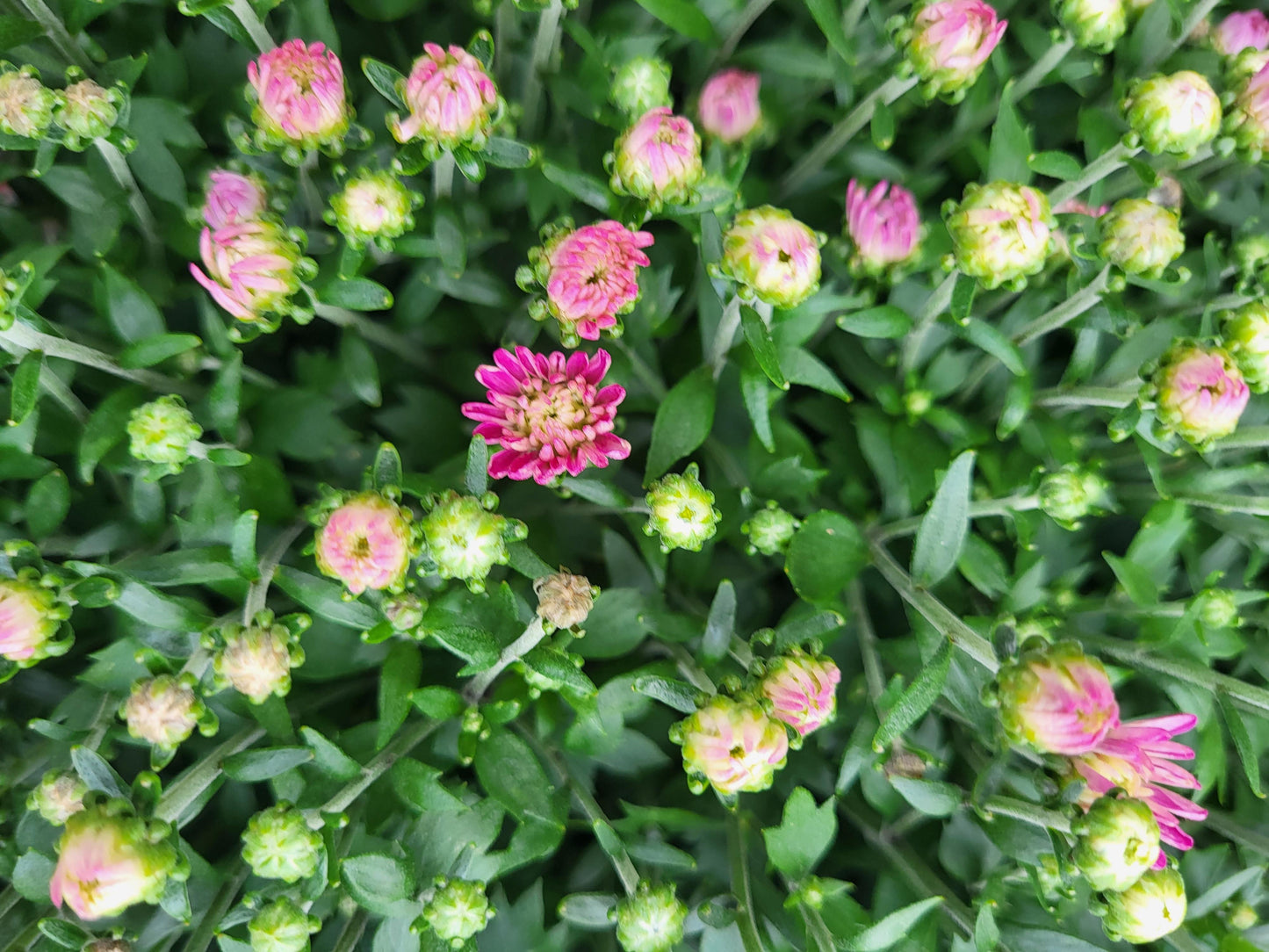 12" Potted Chrysanthemum - Annual Fall Mums