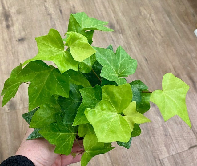 Algerian Green Ivy - Hedera algeriensis