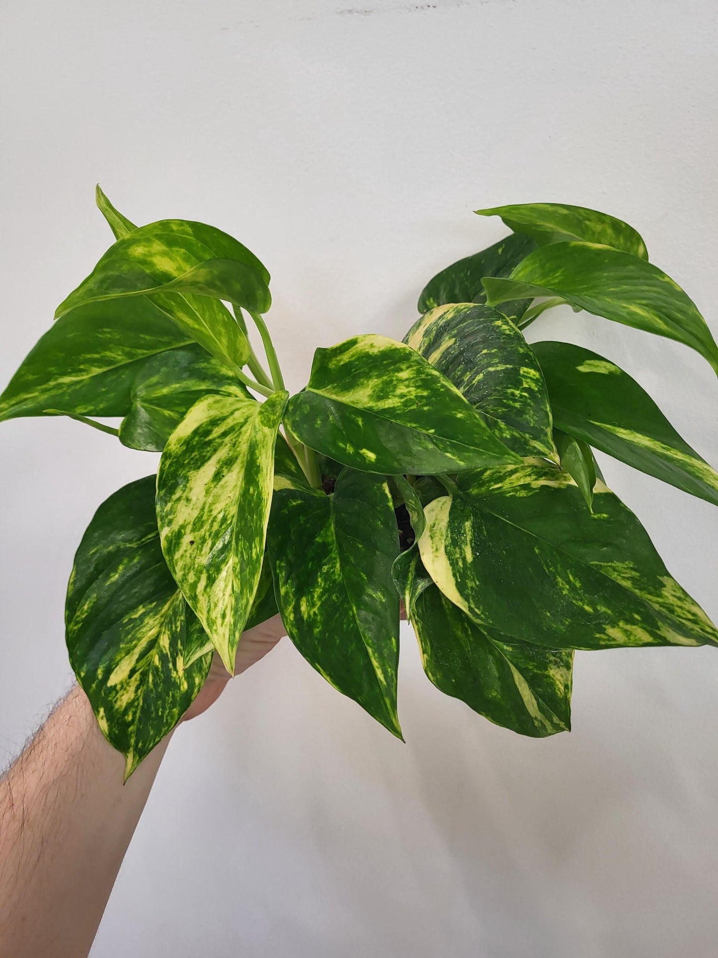 Epipremnum Aureum 'Hawaiian' - Hawaiian Pothos