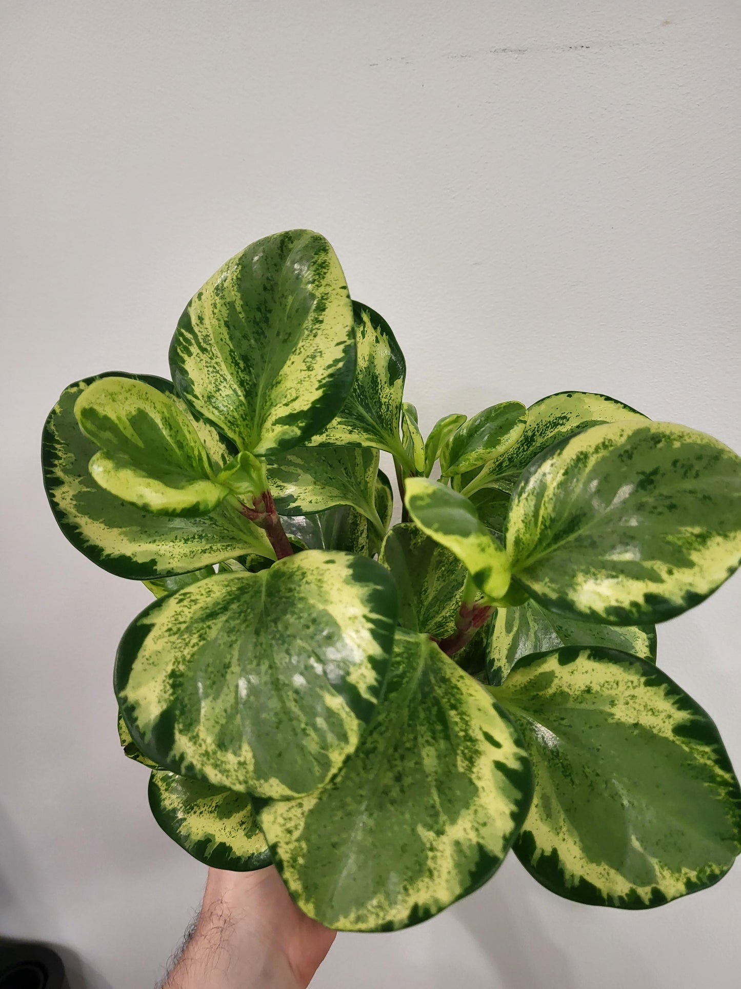 Peperomia obtusifolia 'Marble' - Marble Peperomia