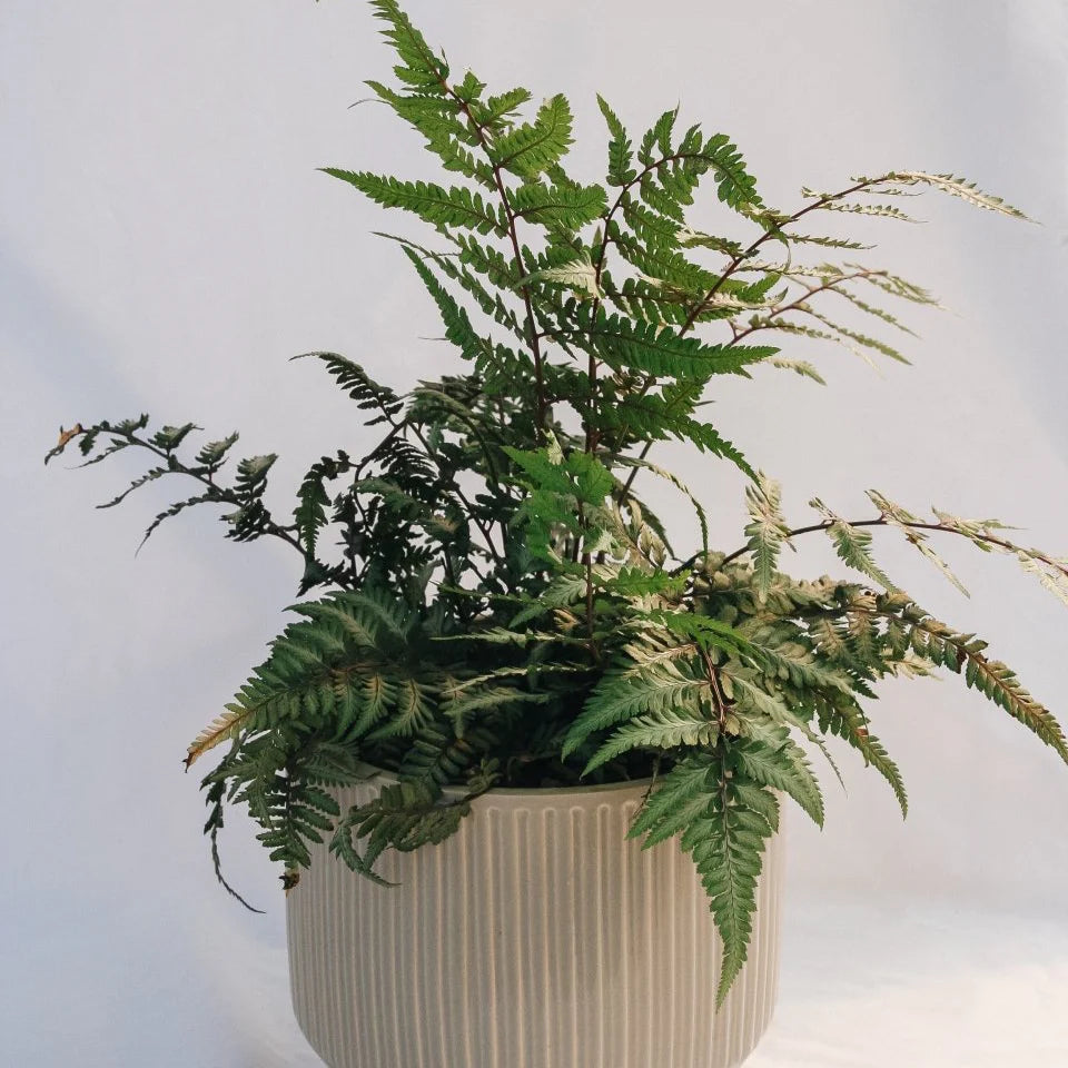 Japanese Painted Lady Fern