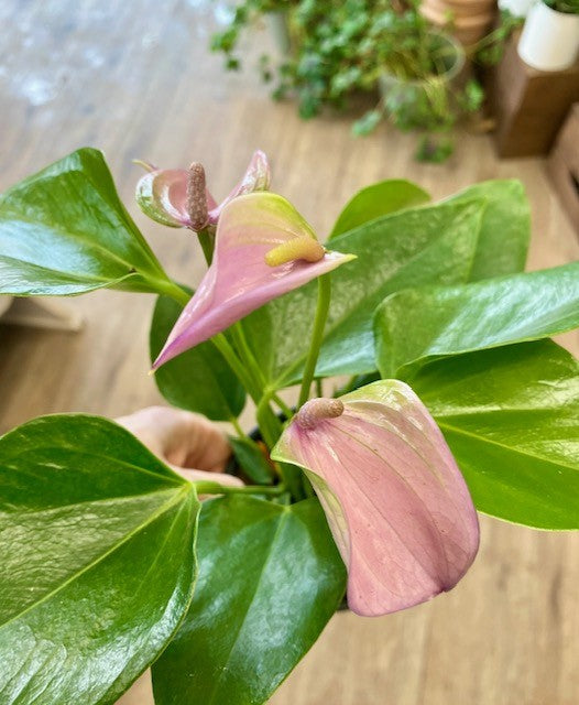 Anthurium