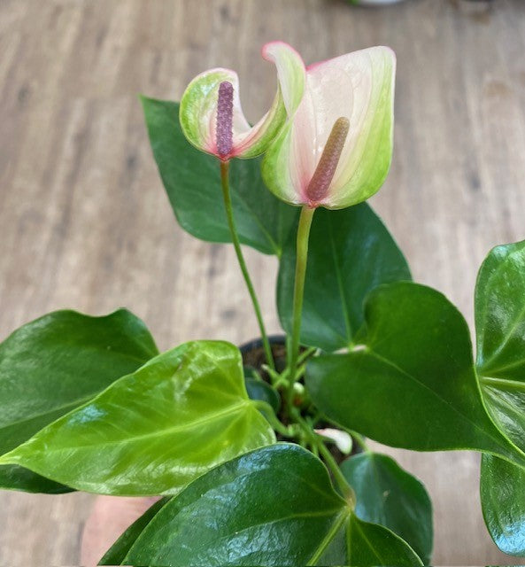 Anthurium