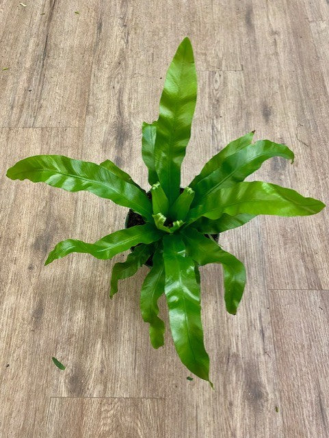 Asplenium nidus - Crispy Wave Fern