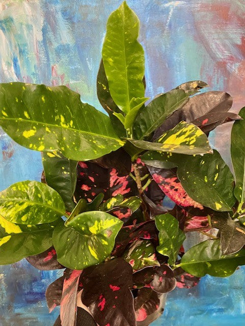 Croton Magnificent 6"