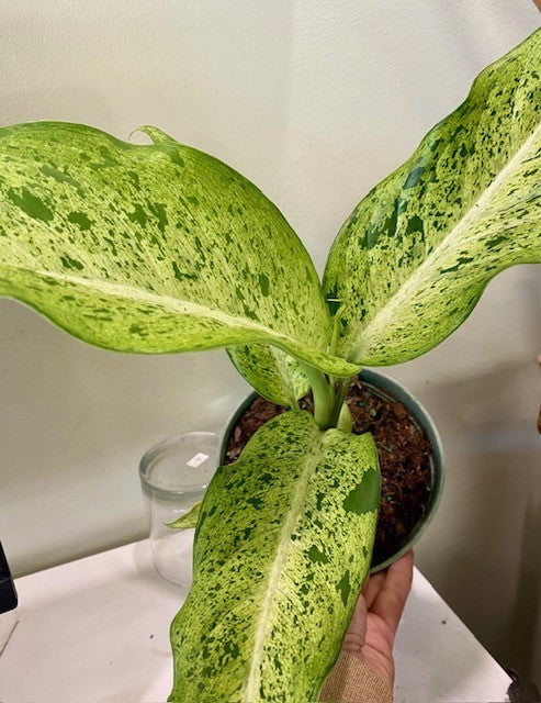 Dieffenbachia Maui Wowie