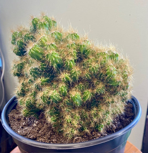 Cereus Monstrosus 8"