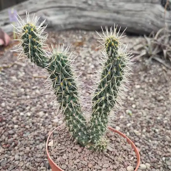 Opuntia tunicata