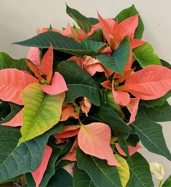 Poinsettia - Euphorbia pulcherrima