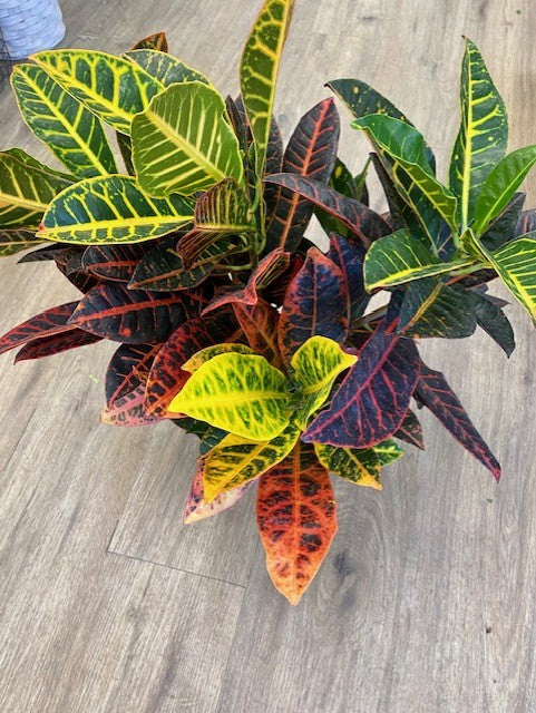 Croton Petra