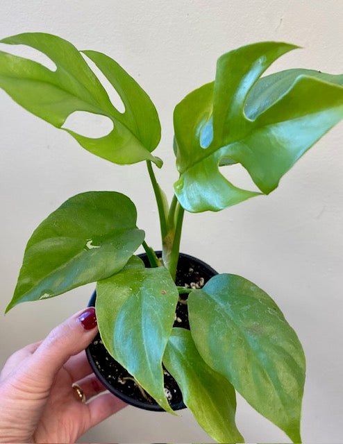 minima philodendron Philodendron Minima 4" – Wild Willy's Plants and Flowers