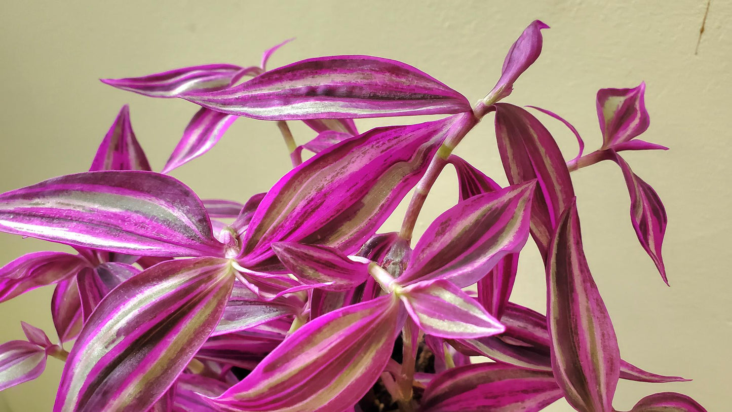 Tradescantia Exotique- Pink Paradise 3.5" pot