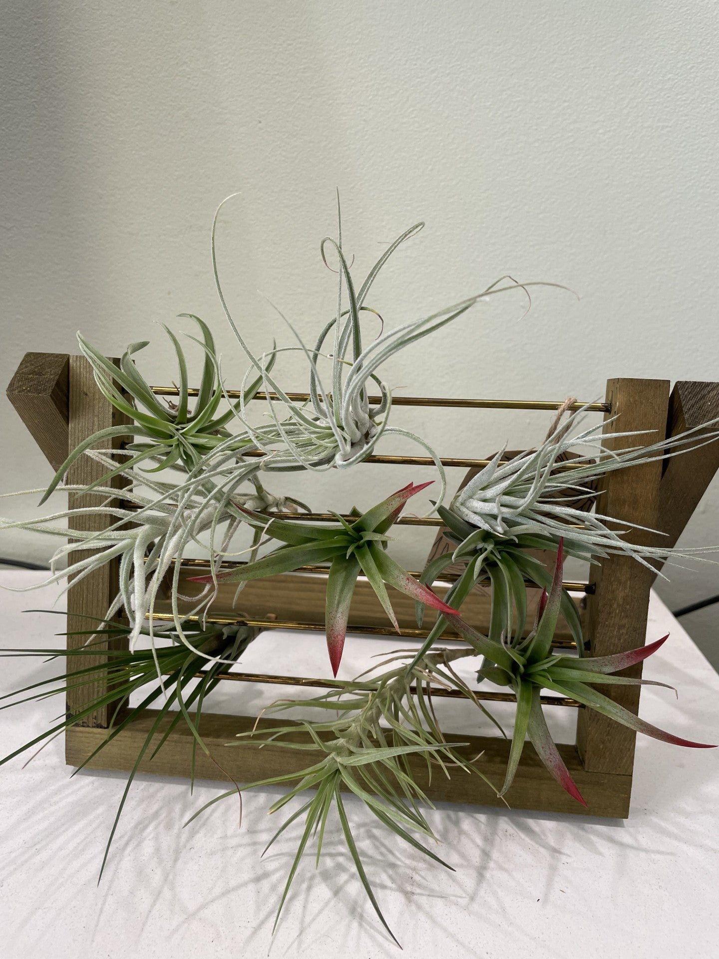 Air Plant Display Unit