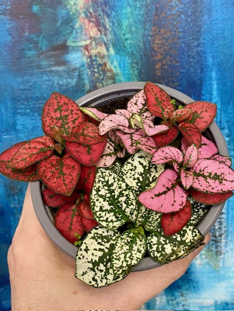 Hypoestes phyllostachya - Polka Dot Plant
