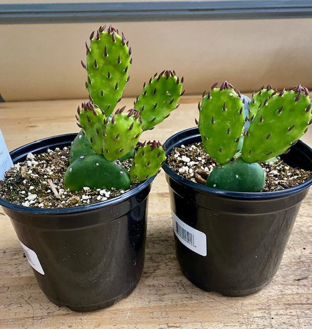 Opuntia humifusa - Eastern Prickly Pear