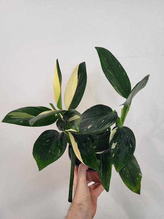 Monstera standleyana 'Albo Variegata' - Five Holes Plant