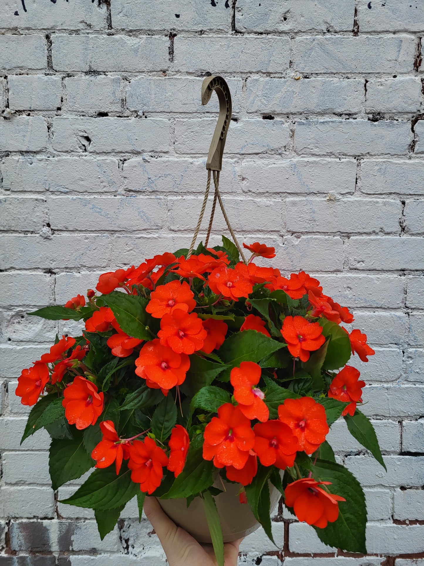 New Guinea Impatiens mixed colors