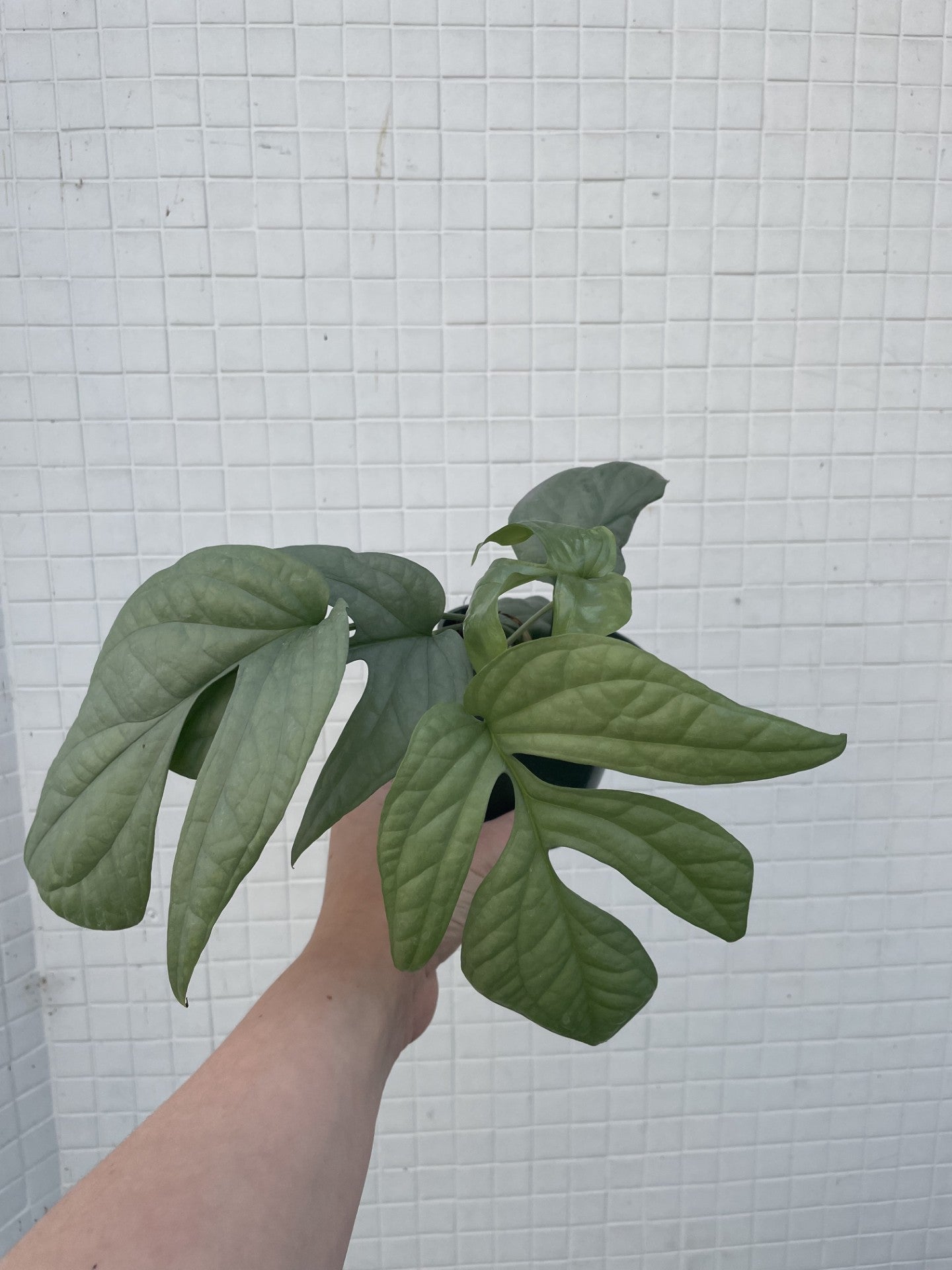 monstera spiderman plant Monstera Amydrium Silver Spiderman – Wild Willy's Plants and Flowers