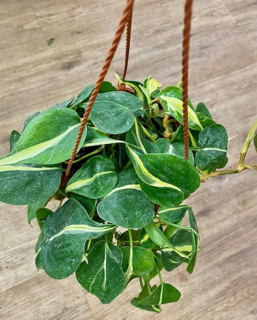 Philodendron Silver Strip